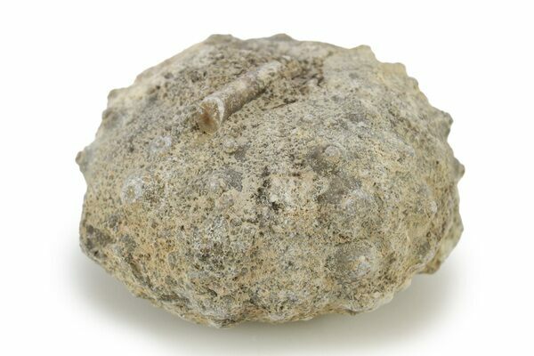 Cretaceous, Sea Urchin (Goniopygus) Fossils - Morocco For Sale